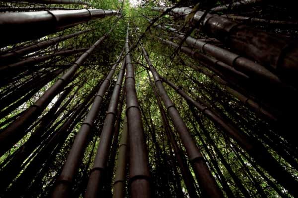 Лощина черного бамбука в Китае